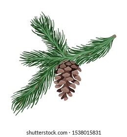 Branch of spruce with thick needles. Vector illustration.