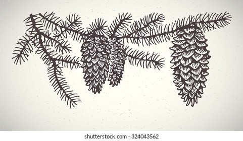 Branch of a spruce tree with view in close-up, drawn in a graphic style. Graphical design element, vector illustration.