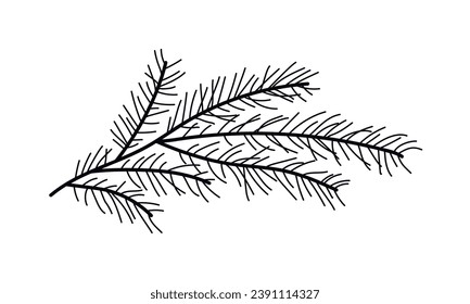 Branch spruce, winter tree. Hand drawn vector illustration. Black and white.