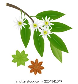 Branch of star anise with flowers and fruits on a white background.