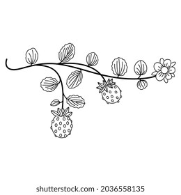 Branch of strawberry plant with berries, leaves and a flower. Illuminated manuscript floral motif. Black and white linear silhouette.