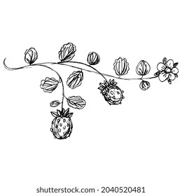 Branch of strawberry plant with berries, leaves and a flower. Illuminated manuscript floral motif. Hand drawn linear doodle rough sketch. Black silhouette on white background.