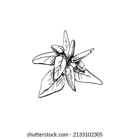 Branch of tabasco pepper with leaf and fetus. Vintage vector hatching color hand drawn illustration isolated on white background