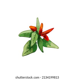Branch of tabasco pepper with leaf and fetus. Vintage vector hatching color hand drawn illustration isolated on white background
