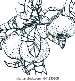 branch tangerine sketch