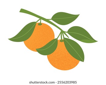 Branch with tangerines and leaves. Hand drawn orange, mandarin. Citrus tropical fruits. Vector illustration, flat style, isolated on white background.