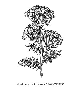 Branch of tansy. Sketch. Engraving style. Vector illustration.