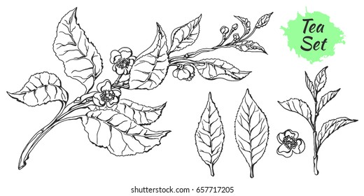 Branch of tea bush with leaves and flowers. Botanical drawing. Sketch, set. Realistic. Nature. Organic product. Vector isolated on white background eps.10