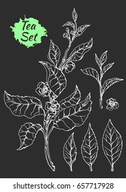 Branch of tea bush with leaves and flowers. Botanical drawing. Sketch, set. Realistic. Nature. Organic product. Vector isolated on black background