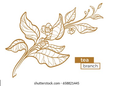 Branch of tea bush with leaves and flowers. Botanical contour drawing. Realistic. Nature. Organic product. Vector golden illustration isolated on white background eps.10