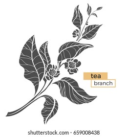 Branch of tea bush with leaves and flowers. Botanical illustration. Realistic. Nature. Organic product. Vector black silhouette isolated on white background eps.10