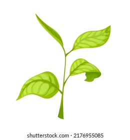 branch tea leaf cartoon. nature tree, healthy food drink, plantation branch tea leaf vector illustration