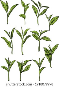 Branch and tea leaves. Green tea. Vector hand drawn illustration.