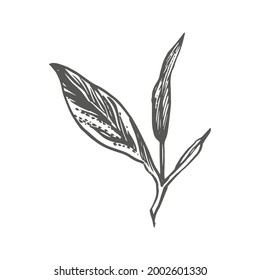 Branch and tea leaves. Green tea. Vector hand drawn illustration.