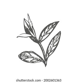 Rama y hojas de té. Té verde. Ilustración dibujada a mano por vectores.