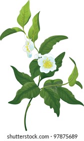 Branch Of Tea Plant With Flowers