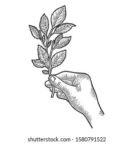 Branch of tea plant in hand sketch engraving vector illustration. T-shirt apparel print design. Scratch board style imitation. Black and white hand drawn image.