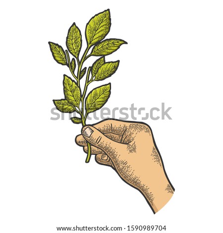 Branch of tea plant in hand sketch engraving vector illustration. T-shirt apparel print design. Scratch board style imitation. Black and white hand drawn image.