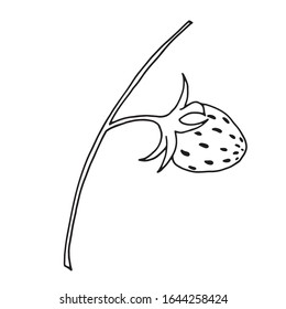 Branch with teeny strawberry. Hand drawn outline doodle. Vector illustration of healthy berry.