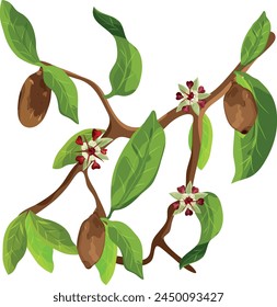 Branch of Cupuaçu (Theobroma grandiflorum),or cupuassu and copoasu, leaves, flower and nut. Vector drawing. 