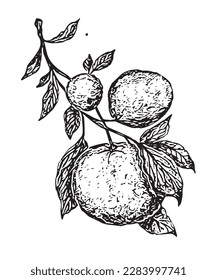 Rama con tres mandarinas y hojas. Ilustración vectorial. Borde negro sobre fondo blanco aislado. Dibujo. Elemento de diseño para textil, papel, bebida, embalaje, papel pintado, menú café.