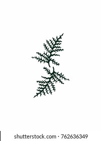 Branch of thuya on white background