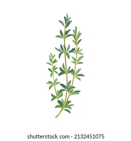 Branch of thyme. Flat vector colorful illustration.