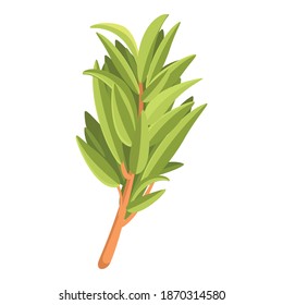 Branch of thyme icon. Cartoon of branch of thyme vector icon for web design isolated on white background