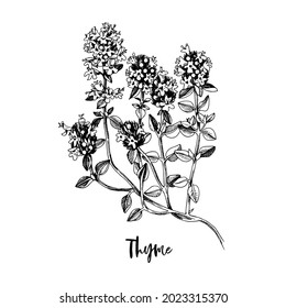 Branch of Thyme. Medicinal herb