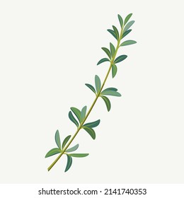 Branch of thyme. Vector colorful illustration.