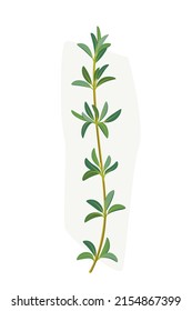 Branch of thyme. Vector colorful illustration.
