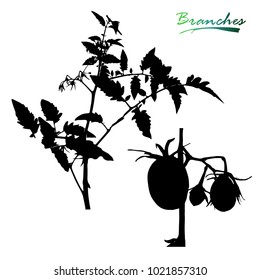Branch of a tomato with fruits. Plants silhouette.Detailed vector illustration.