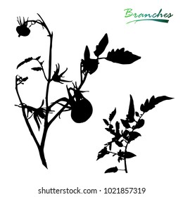 Branch of a tomato with fruits. Plants silhouette.Detailed vector illustration.