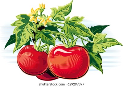 Branch of tomatoes with some ripe fruits.