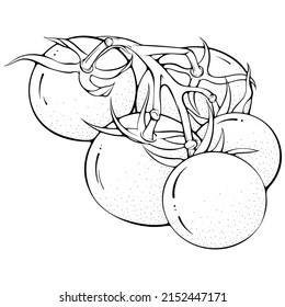 Branch of tomatoes. Vector illustrations in hand drawn sketch doodle style. Line art botanical food isolated on white. Close up tomato vegetable. Element for coloring book, design, print.