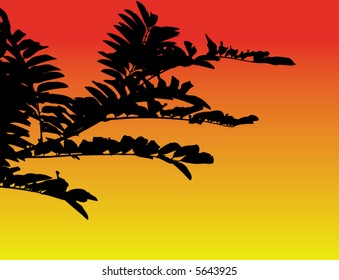 branch of tree
