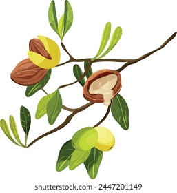 Branch of tree Argan. Nuts and plants containing argan oil. Natural oils and cosmetics. Beauty concept.	