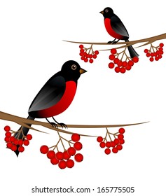 branch tree with berry wild ash and bird bullfinch, vector illustration