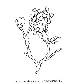 A branch of a tree with blossoming buds hand draw doodle vector illustration. Spring linear plant flower.