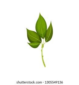 Branch of tree with fresh leaves. Twig with bright green foliage. Nature and flora theme. Detailed flat vector design