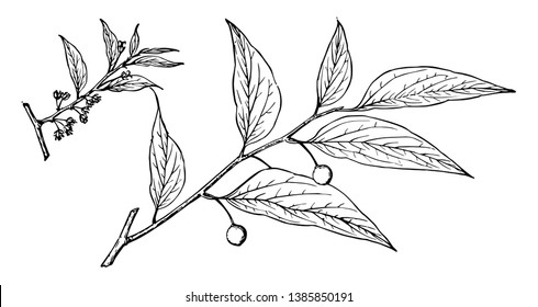 A branch of a tree with fruits. Fruits are looking like lemons, vintage line drawing or engraving illustration.