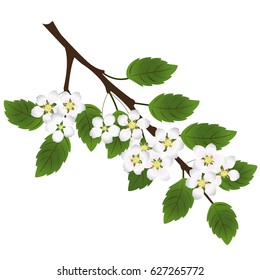 A branch of a tree with green leaves and white flowers. Botanical illustration for spring or summer. Vector can be used in newsletter, brochures, postcards, banner.