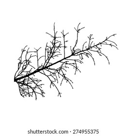 Branch tree isolated. Vector illustration.