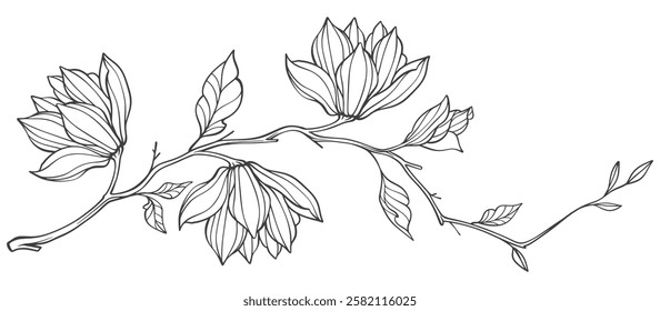 branch of a tree Magnolia flower, magnolia tree branch. Line art Vector illustration