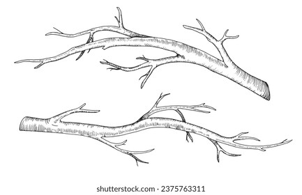 Branch tree set. Vector illustration of dry leaf less twig. Hand drawn graphic clip art of bare on isolated background. Linear drawing of bark bough. Outline sketch of stick. Black contour line art