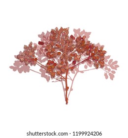 branch of a tree, in the style of sketching. red leaves on white background