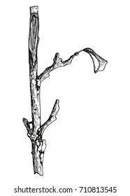 branch from a tree. vector illustration hand drawing