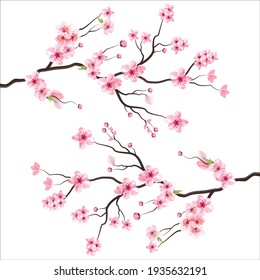 ветка дерева, векторная иллюстрация, летний клипарт, осенний клипарт, природа, лес, фон, цветение сакуры, весенний цветок, Япония, ветка цветущей сакуры с цветами