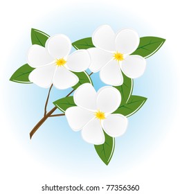 The branch of a tree with white flowers. Vector illustration