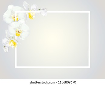 胡蝶蘭 の画像 写真素材 ベクター画像 Shutterstock